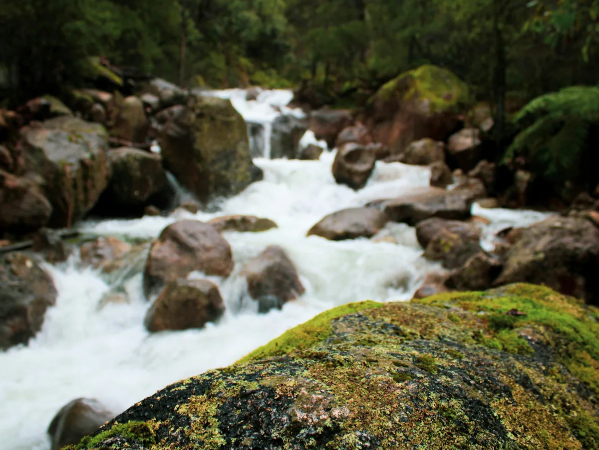A mossy rock in front of a blurred creek and forest at Mount Buffalo.