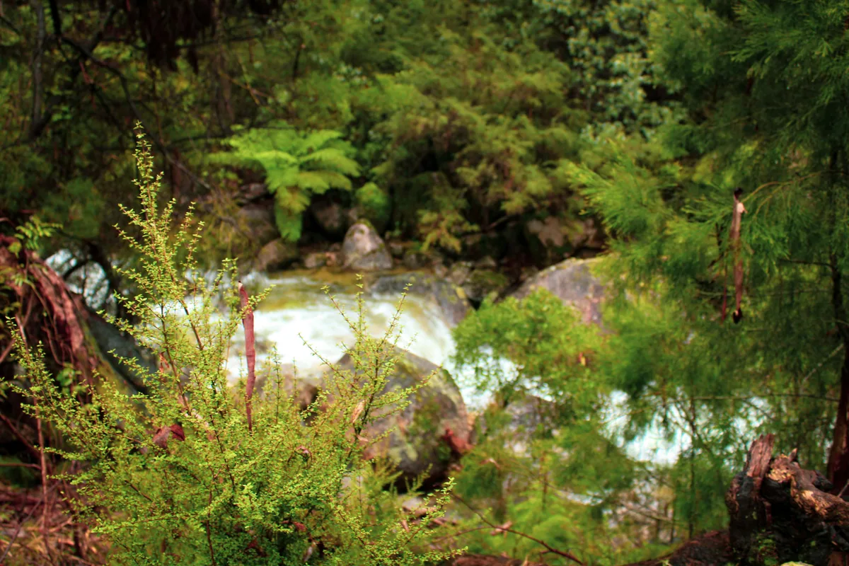 A creek running through green forest and branches at Mount Buffalo.