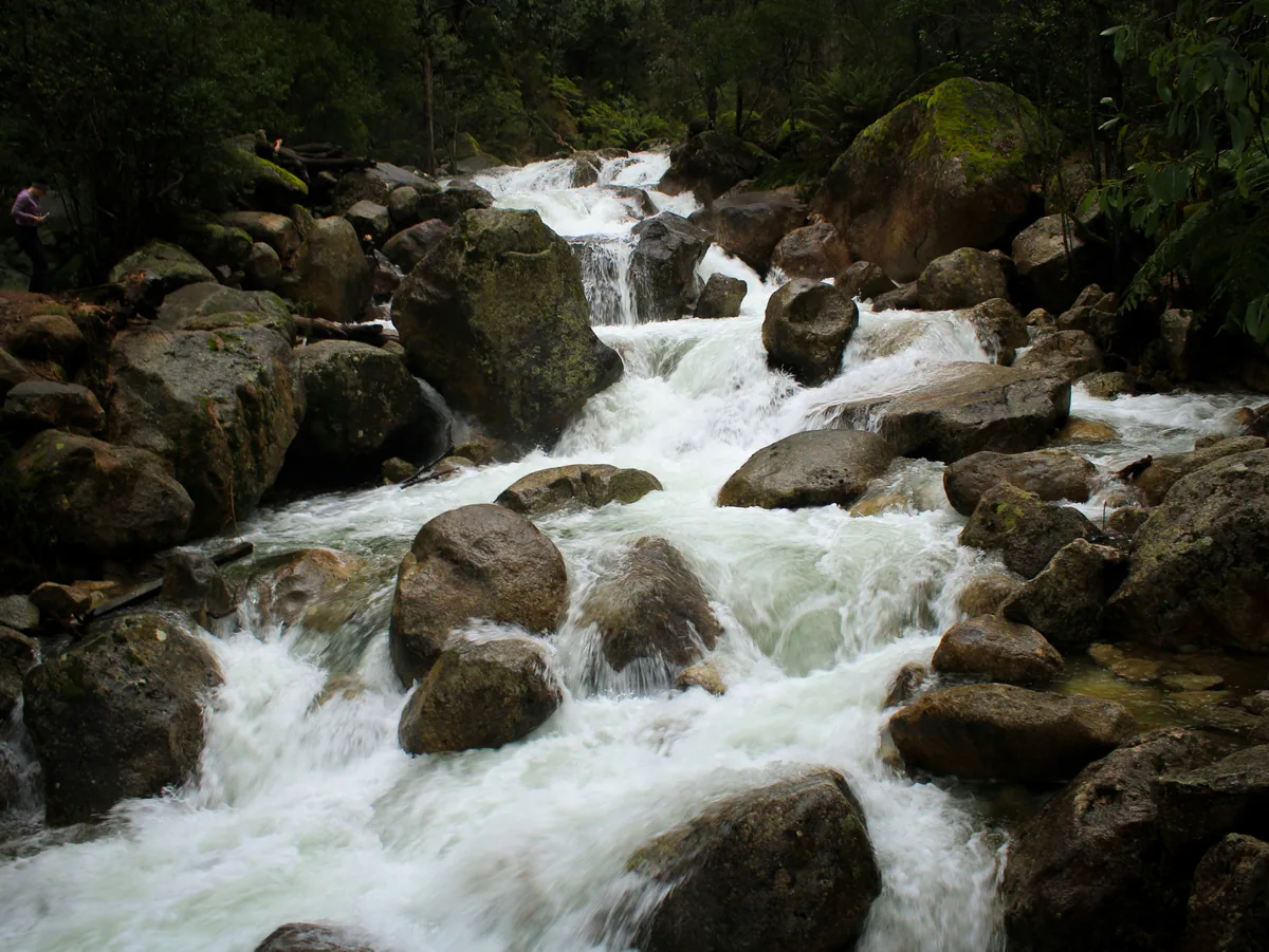 White water rushing between dark rocks in a forested creek at Mount Buffalo.