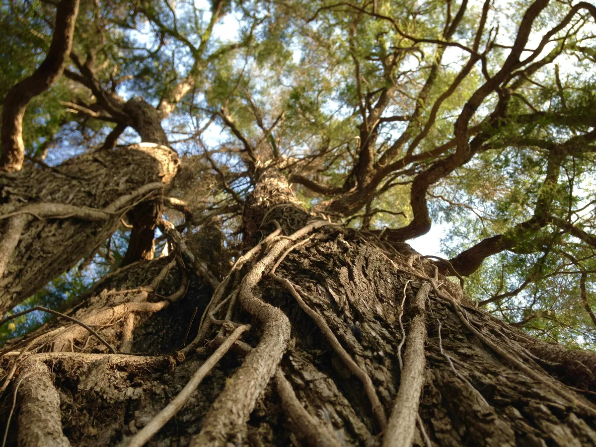 A very tall old tree photographed upward through twisting roots, trunk, and branches.